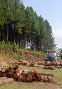 pinus